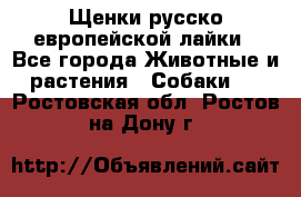 Щенки русско европейской лайки - Все города Животные и растения » Собаки   . Ростовская обл.,Ростов-на-Дону г.